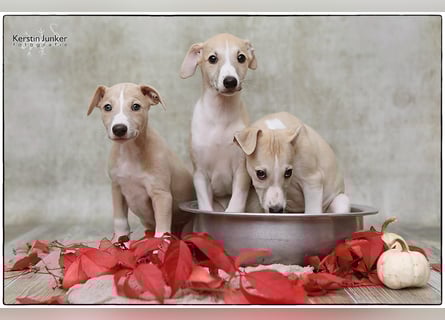 Whippet Welpen 
