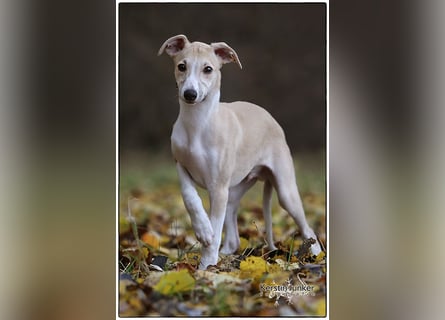 Whippet Welpen 