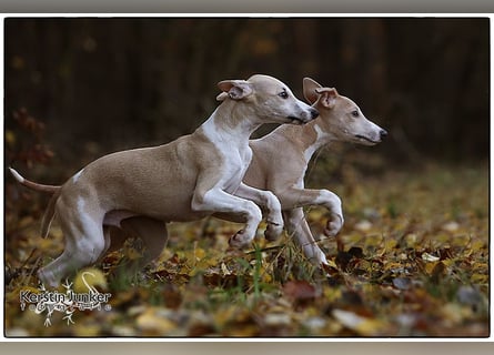 Whippet Welpen 