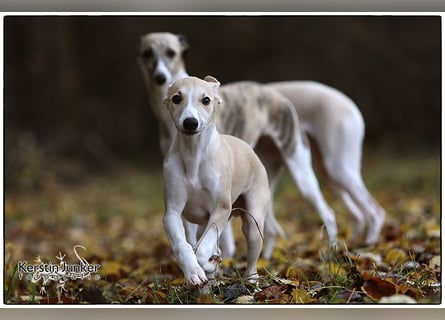 Whippet Welpen 