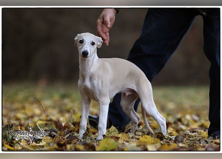 Whippet Welpen 