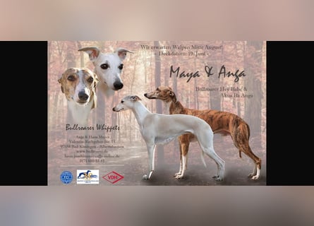 Whippet Welpen 