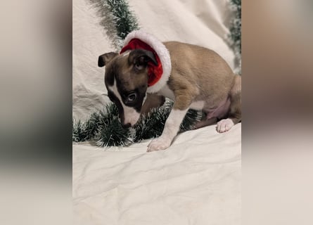 Muntere Whippetwelpen suchen sportlichen Sofaplatz!