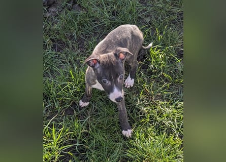 Muntere Whippetwelpen suchen sportlichen Sofaplatz!