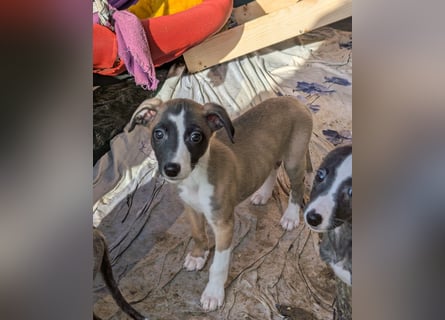 Muntere Whippetwelpen suchen sportlichen Sofaplatz!