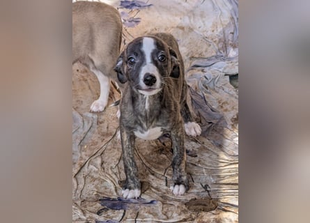 Muntere Whippetwelpen suchen sportlichen Sofaplatz!