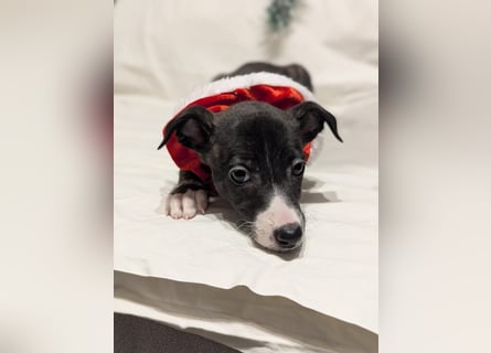 Muntere Whippetwelpen suchen sportlichen Sofaplatz!