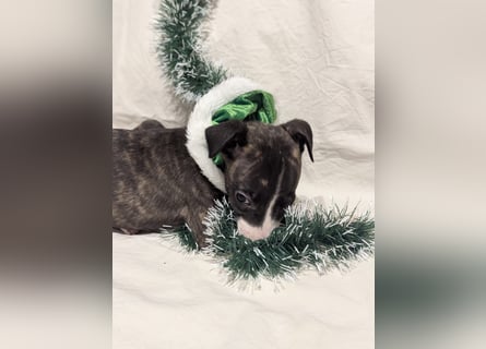 Muntere Whippetwelpen suchen sportlichen Sofaplatz!