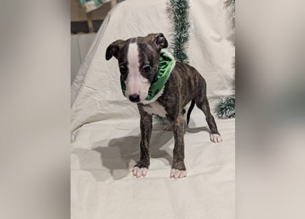 Muntere Whippetwelpen suchen sportlichen Sofaplatz!