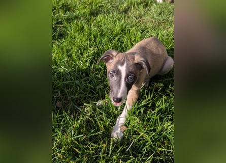 Muntere Whippetwelpen suchen sportlichen Sofaplatz!