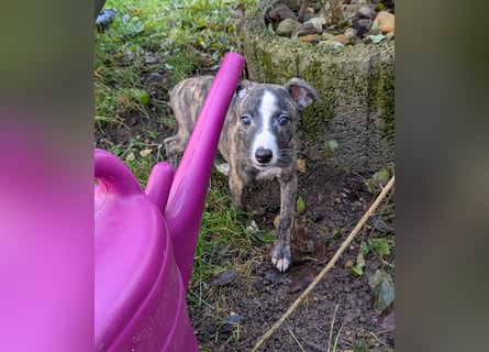 Muntere Whippetwelpen suchen sportlichen Sofaplatz!