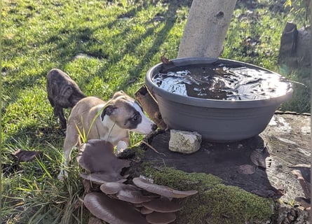 Muntere Whippetwelpen suchen sportlichen Sofaplatz!