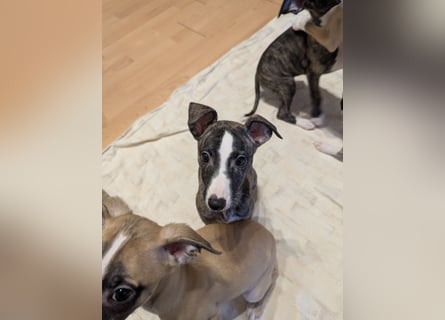 Muntere Whippetwelpen suchen sportlichen Sofaplatz!