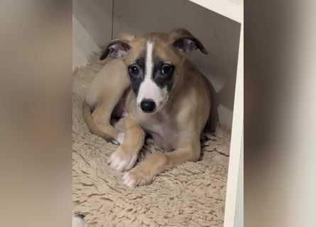 Muntere Whippetwelpen suchen sportlichen Sofaplatz!