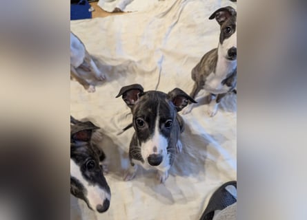 Muntere Whippetwelpen suchen sportlichen Sofaplatz!