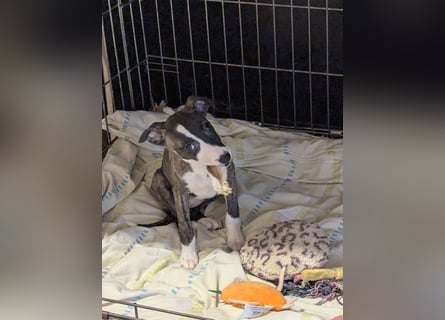 Muntere Whippetwelpen suchen sportlichen Sofaplatz!