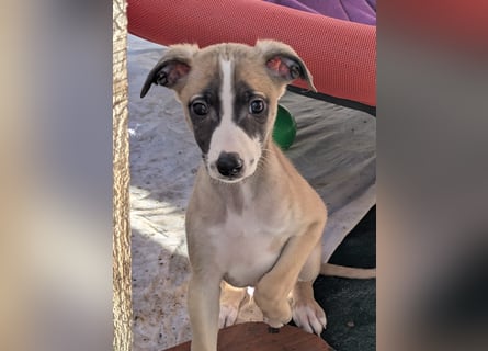 Muntere Whippetwelpen suchen sportlichen Sofaplatz!