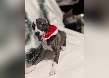 Muntere Whippetwelpen suchen sportlichen Sofaplatz!