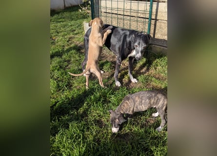 Muntere Whippetwelpen suchen sportlichen Sofaplatz!