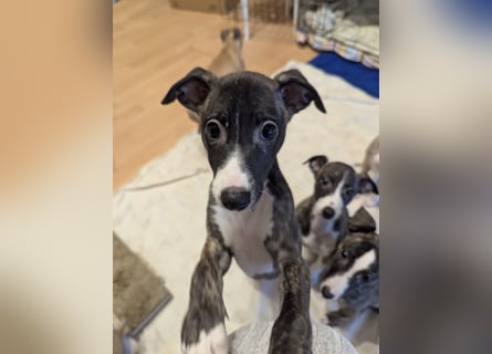 Muntere Whippetwelpen suchen sportlichen Sofaplatz!