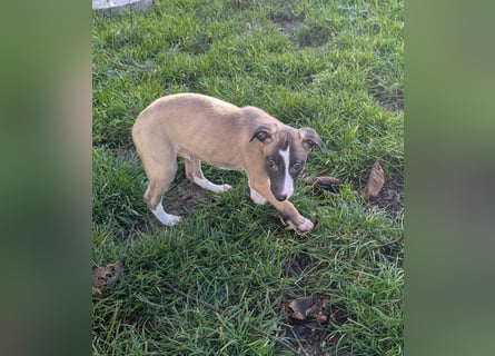 Muntere Whippetwelpen suchen sportlichen Sofaplatz!