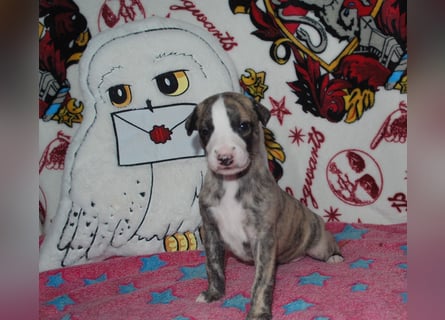 Bildschöne Whippetwelpen 2 Rüden und 1 Hündin 