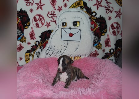 Bildschöne Whippetwelpen 2 Rüden und 1 Hündin 