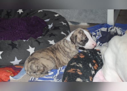 Bildschöne Whippetwelpen 2 Rüden und 1 Hündin 