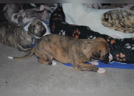 Bildschöne Whippetwelpen 2 Rüden und 1 Hündin 