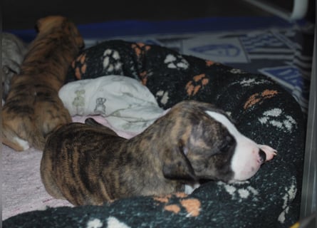 Bildschöne Whippetwelpen 2 Rüden und 1 Hündin 