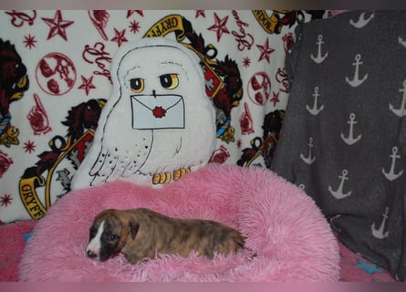 Bildschöne Whippetwelpen 2 Rüden und 1 Hündin 