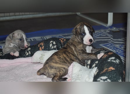 Bildschöne Whippetwelpen 2 Rüden und 1 Hündin 