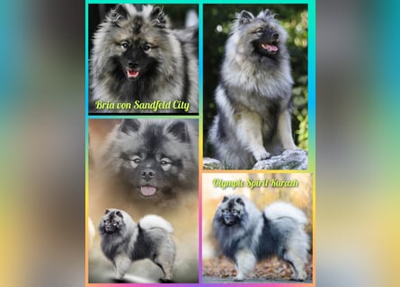 Wurfankündigung von Wolfsspitzwelpen