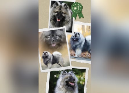 Wurfankündigung von Wolfsspitzwelpen