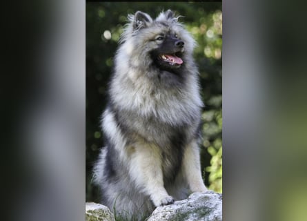 Wurfankündigung von Wolfsspitzwelpen