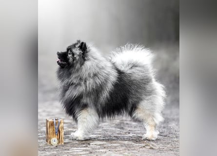 Wurfankündigung von Wolfsspitzwelpen