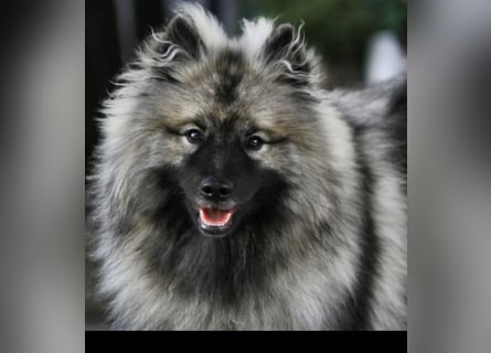 Wolfsspitz-Welpen suchen ihr Herzenszuhause