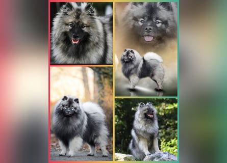 Wolfsspitz-Welpen suchen ihr Herzenszuhause