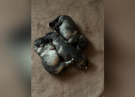 Wolfsspitz-Welpen suchen ihr Herzenszuhause