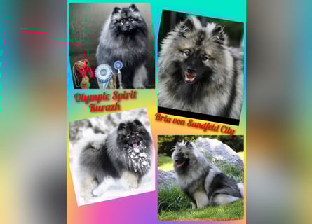 Wolfsspitz-Welpen suchen ihr Herzenszuhause