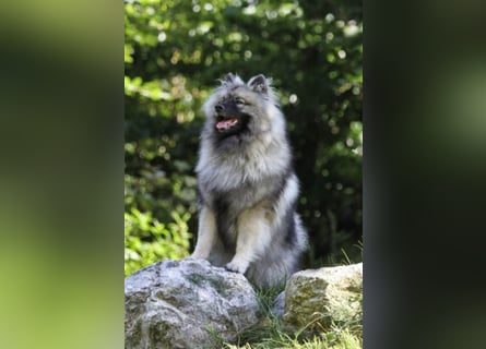 Wolfsspitz-Welpen suchen ihr Herzenszuhause