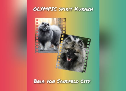 Wolfsspitz-Welpen suchen ihr Herzenszuhause