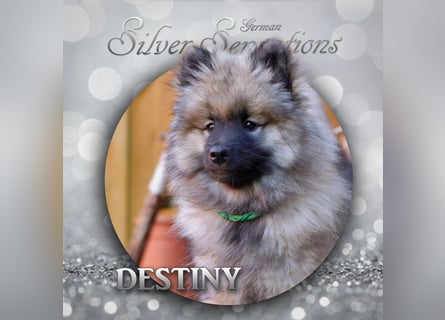 Wolfsspitz-Welpen (abgabebereit)