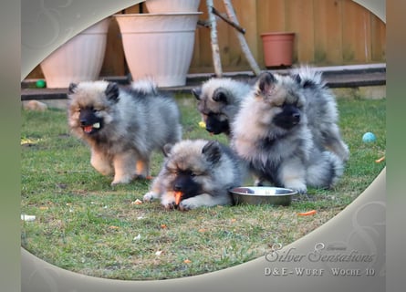 Wolfsspitz-Welpen (abgabebereit)