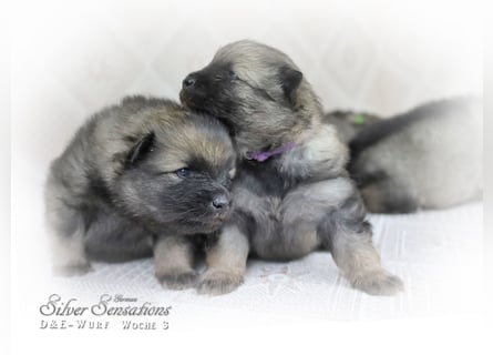 Wolfsspitz-Welpen