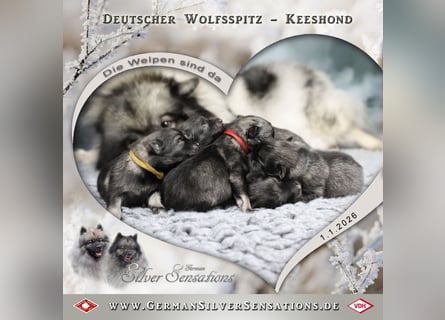 Wolfsspitz-Welpen