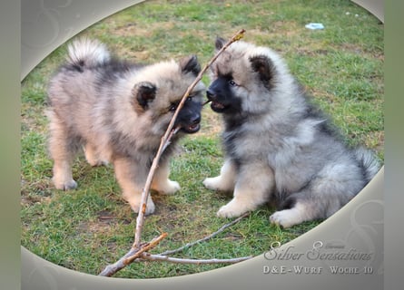 Wolfsspitz-Welpen (abgabebereit)