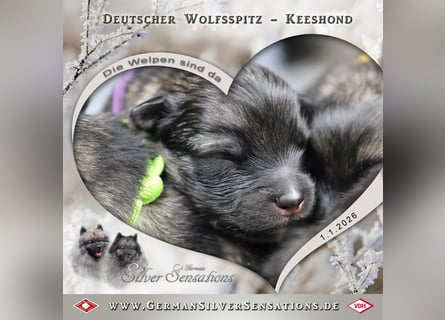 Wolfsspitz-Welpen