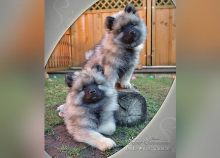 Wolfsspitz-Welpen (abgabebereit)