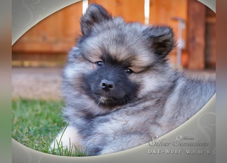 Wolfsspitz-Welpen (abgabebereit)